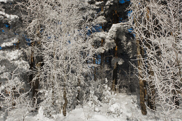 snow covered pine tree. Wintaer background