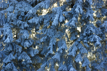 Frosted Evergreen Branches with Sunlight in Winter Forest
