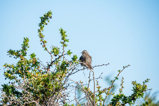 Zonotrichia Capensis Songbird in Natural Habitat Chilean Wilderness, chilean Chincol, Small Rufous-collared Sparrow Perched on Thorny Berry Bush