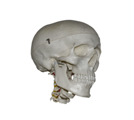 Plastic human skull model isolated on the transparent background