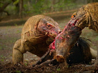 Komodo dragon Varanus komodoensis also Komodo monitor, large reptile of Varanidae endemic to the...