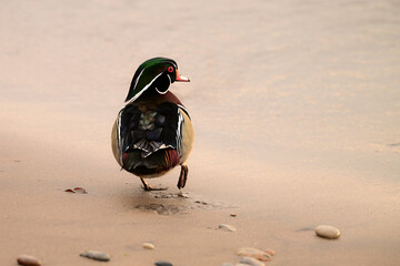 Colorful mlae Wood duck in breeding plumage walking along a sandy beach