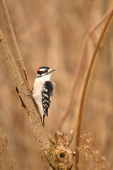 Male Downy Woodpecker perched on a branch