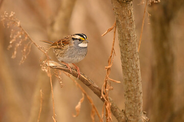 Close up of a White-throated Sparrow sits perched on a branch in the forest	
