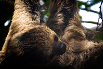 A sloth resting in a tree © edfitzgerald