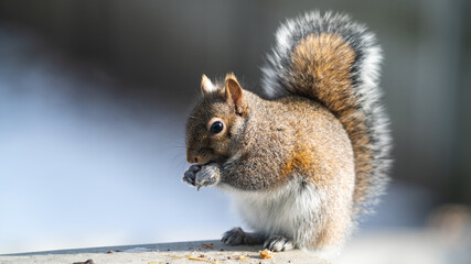 squirrel eating a nut