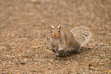 Eastern Gray Squirrel running down a hiking trail