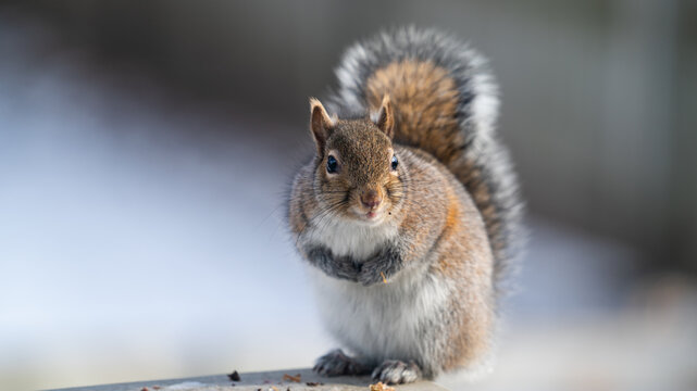squirrel eating a nut - Powered by Adobe