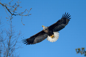 Obraz premium bald eagle in flight