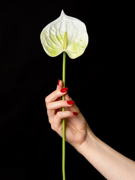 Main f&eacute;minine aux ongles rouges tenant un anthurium blanc sur fond noir, &eacute;l&eacute;gance florale, f&eacute;minit&eacute;, sensualit&eacute;, beaut&eacute; et esth&eacute;tique minimaliste