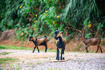 Three young African goats on a rural road lined with tropical vegetation.