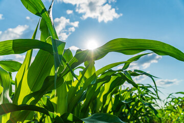 Corn plants stretch towards the sky with sunlight shining through the leaves in an open field