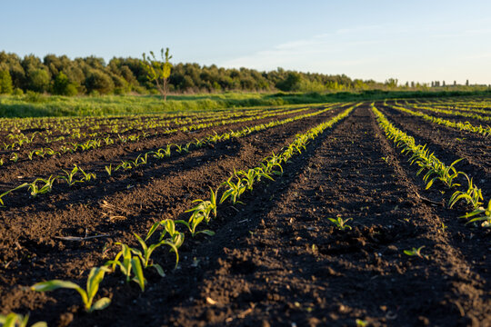 Corn seedlings sprout in straight lines on a farm field during the day with trees visible in the background