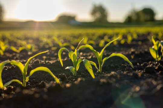 Small corn plants sprout from dark soil in a farming field at sunset with soft light shining on them