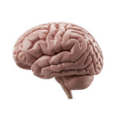 3d rendered human brain isolated on transparent background