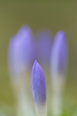 Beautiful pastel blue crocus bud vertically, light purple crocus bud upright with light green background, soft pastel bokeh, first flowers in spring, green background, crocus vertically