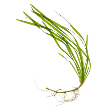 Tapegrass aquatic plant with long ribbon shaped green leaves and visible roots, a freshwater submerged plant commonly found in lakes and slow moving waters, isolated for botanical and ecological use