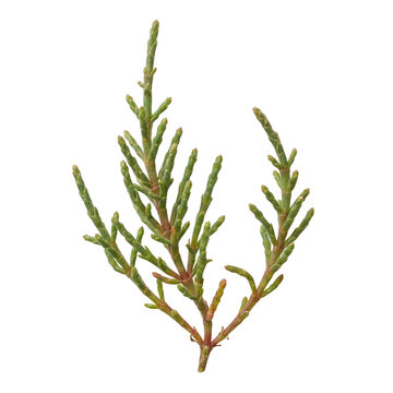Salicornia halophyte with jointed succulent green stems, an aquatic coastal plant adapted to saline wetlands, salt marshes, and tidal flats in marine and brackish environments.