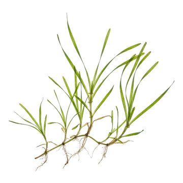 Cymodocea seagrass with slender green blades and visible roots, growing in shallow marine waters, forming important underwater meadows that support coastal ecosystems and marine biodiversity.