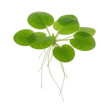 Amazon frogbit aquatic plant with round floating green leaves and long dangling roots, commonly found in freshwater ponds, lakes, and slow rivers, symbolizing natural floating vegetation.