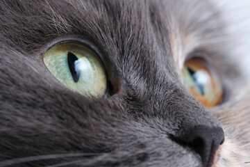 Closeup gray cat face and cat eyes of different colors.