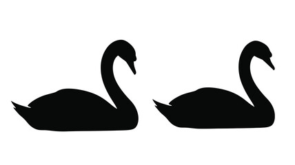 Two graceful swans swimming peacefully a striking black silhouette © MdGolam