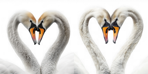 Two graceful swans forming a heart shape with their necks a beautiful symbol of love on transparent background