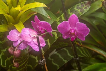 pink and yellow flower