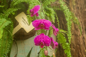 flowers in the garden