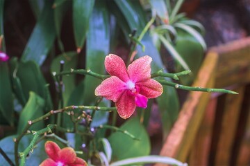 pink orchid flower