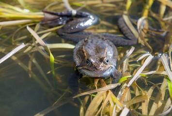 European Common brown grass Frog Rana temporaria