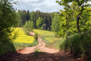 Field rapeseed canola colza brassica napus cart road