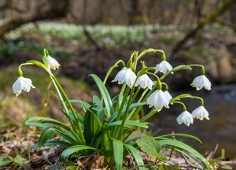 spring snowflake flowers in latin leucojum vernum