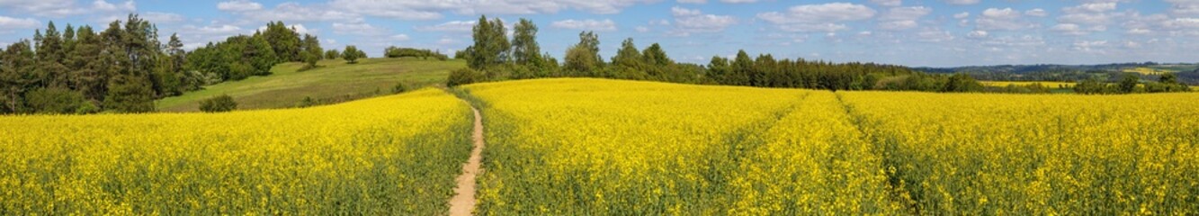 Field rapeseed canola colza Brassica napus path way