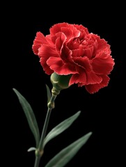 Vibrant Red Carnation Flower Close-Up: Delicate Petals, Natural Beauty, Botanical Elegance, Isolated on Black Background.
