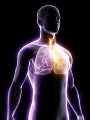 Detailed Human Anatomy Visualization: Lungs and Respiratory System with Internal Structure and Digital Illustration.
