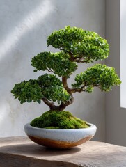Miniature Juniper Bonsai Tree in Ceramic Pot, Lush Green Foliage, Detailed Branch Structure, Tranquil Zen Garden Art.