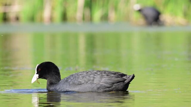Eurasian Coot Fulica atra in the wild. Slow motion. Close up.