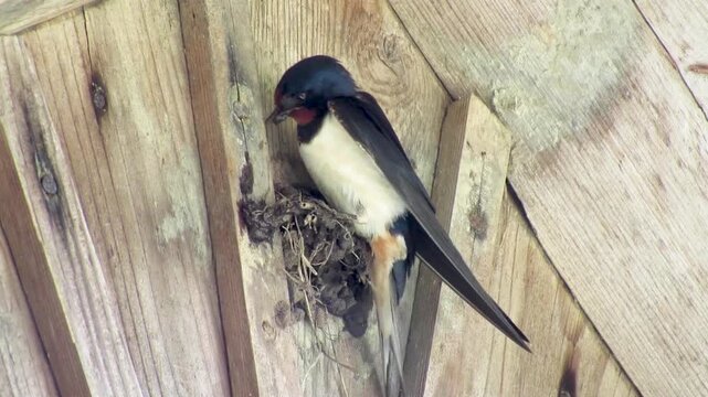 A brightly coloured swallow builds a nest under the roof of a wooden rural house, demonstrating the details of its bird's appearance