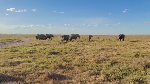 Herd of African Bush Elephants crossing a grassy plain in the distance