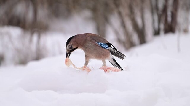 The colorful Eurasian jay Garrulus glandarius feeds in winter in a snowy forest. slow motion.