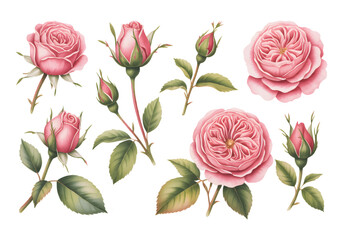 Pink watercolor roses with buds and green leaves isolated on white background.
