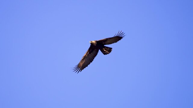 Close up of a Golden Eagle flapping its wings in sky in Utah.