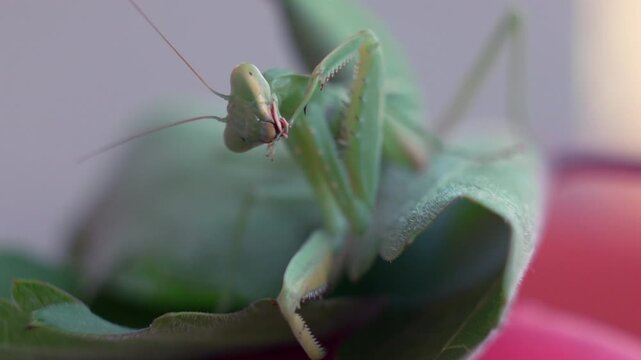 A close-up of a green praying mantis resting on a leaf, showcasing its intricate details and posture, symbolizing nature's beauty and the wonder of insect life.