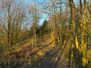 Fototapeta premium A forest path winds through leafless trees illuminated by golden winter sunlight. The shadows create a serene pattern on the ground in Great Horton, Bradford, UK