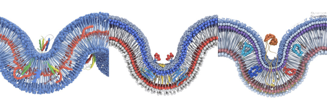 Cell Wall (Plant Cell Wall, Bacterial Cell Wall) Rigid Extracellular Layer Providing Structural Support, Protection and Shape Maintenance in Plant, Fungal and Prokaryotic Cells Isolated on White Backg