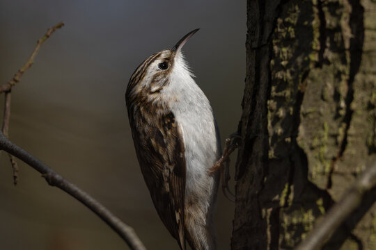 Eurasian treecreeper (Certhia familiaris)