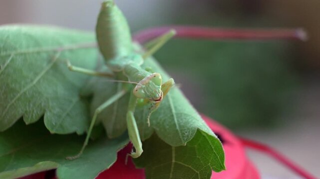 A close-up of a green praying mantis resting on a leaf, showcasing its intricate details and posture, symbolizing nature's beauty and the wonder of insect life.