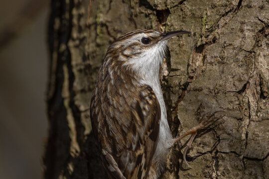 Eurasian treecreeper (Certhia familiaris)