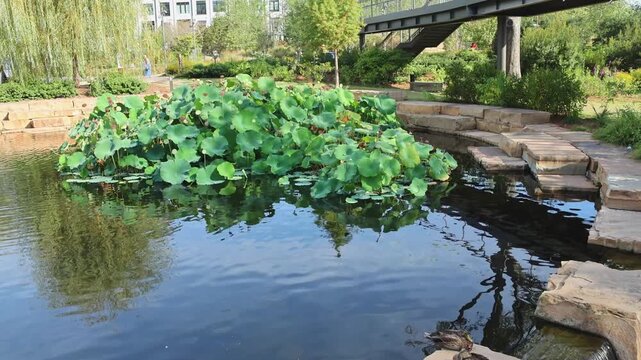 Landscaped park lake with wild ducks and green lily pads in Downtown Cary Park. Peaceful atmosphere, urban nature and relaxation concept.